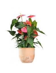 I fiori possono errore rossi, rosa,bianchi. Anthurium Rosa Piante Fiorite Da Interno Colore Bianco Perlato