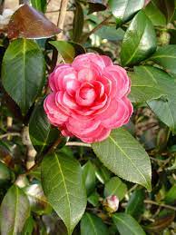 Camellias For Colder Climates Greenview