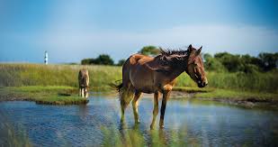 Are cactus thorns poisonous ? How One Woman Saved The Wild Horses Of Shackleford Banks Our State