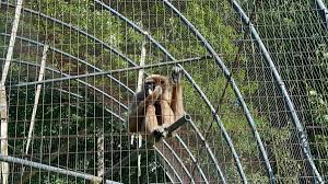 Image result for monkey caged