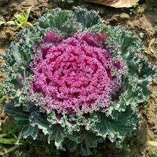 Image result for Senecio pachyrhizus