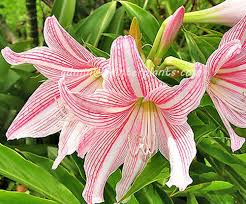 Image result for Amaryllidaceae