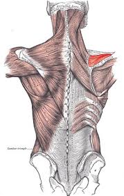 • the main function of the supraspinatus muscle is to hold the head of the humerus. Supraspinatus Muscle Radiology Reference Article Radiopaedia Org