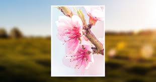 Dorothy Isabel Wurst Obituary February 26, 2018