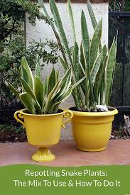 1800flowers.com has been visited by 100k+ users in the past month Repotting Snake Plants Easy Tips For Transplanting Snake Plants