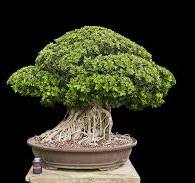 Ficus Microcarpa 'Green Gem' - One of a Kind Bonsai