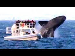 An aerial view of a whale getting up close to a boat in the sea of cortez in the gulf of california, baja california, mexico. Huge Whale Jumps Very Close To Boat Youtube