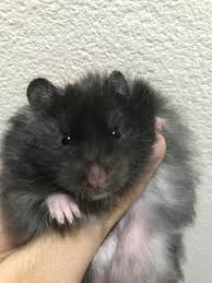 Pin By Lisa Fury On Hamster Cute Little Animals Animals Pets