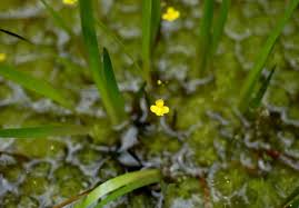 Image result for Utricularia subulata