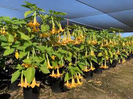 Image result for Brugmansia