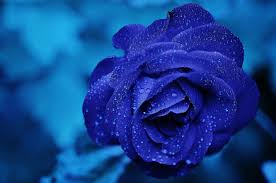 صور ورد ازرق طبيعي باقة زهور من اللون الازرق اجمل الصور