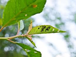 How it works and when to apply it. Neem Oil Insecticide Natural Pesticide For Plants Naturally Savvy