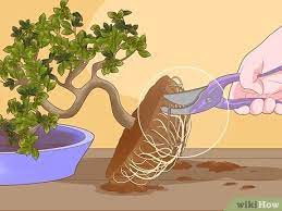Como Reviver Um Bonsai 13 Passos Com Imagens Wikihow
