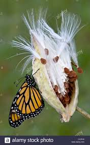 Download This Stock Image Monarch Butterfly Danaus Plexippus Resting On Seed Pod Of Common Milkweed Asclepias Syri Milkweed Monarch Butterfly Garden Seed Pods