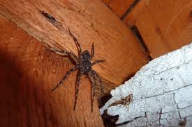 Pointe pest control 6020 w. Pest Control Company Exterminator Rexburg Idaho