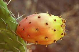 So, let us get started right away. How To Harvest Prepare And Eat Prickly Pear Cactus Delishably