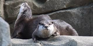 Foraging is done mainly at the shoreline or in shallow water, and is done almost entirely with the front paws. Asian Small Clawed Otter Smithsonian S National Zoo