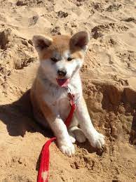Pin On Akita