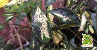 However, it does best with moderate or full sun. Schefflera Pest And Diseases Control
