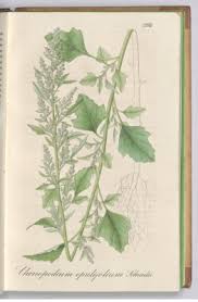 Image result for Chenopodium opulifolium