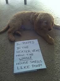 Dogs Who Are Shamelessly Proud Of What They Just Did 33 Animal Shaming Dog Shaming Dog Shaming Funny