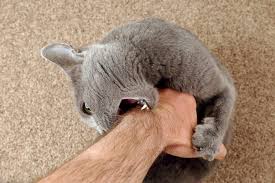 Gray Cat Grabbed The Hand Claws And Bites Cat Biting Pets Cats Kitten Biting