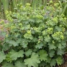 Image result for Alchemilla ellenbeckii
