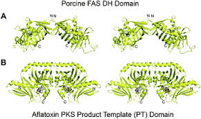Pengalaman tes vendor pkss bri. The Structures Of Type I Polyketide Synthases Natural Product Reports Rsc Publishing