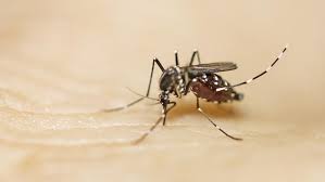 Afgelopen zomer werden er tijgermuggen gespot op vijf verschillende plaatsen in belgië. Tijgermug In Belgie Dit Moet Je Erover Weten Libelle