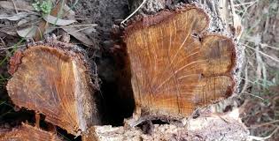Maybe you would like to learn more about one of these? Oaks Sheoaks And Medullary Rays