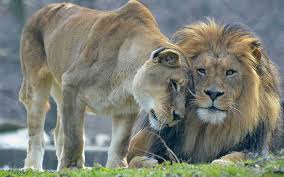 Keywords for free movies lions love (. Couple Lion Lioness Lions Love Mood Hd Wallpaper Wallpaperbetter