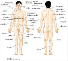 32 Prototypal Tai Chi Pressure Points Chart