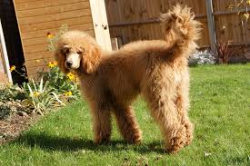 Red standard poodle puppies uk. Testimonials Argentcymru Standard Poodles