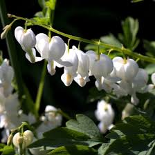 Image result for Dicentra spectabilis alba