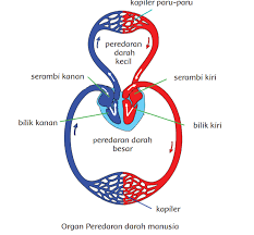 Kita sudah mengetahui bahwa dalam sistem peredaran darah manusia, darah mengangkut berbagai zat yang dibutuhkan oleh tubuh. Kunci Jawaban Buku Tematik Tema 4 Kelas 5 Subtema 1 Peredaran Darahku Sehat Halaman 2 3 6 7 8 Tribun Papua