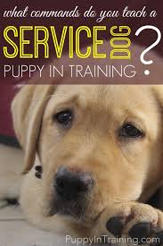 What Commands Do You Teach A Service Dog Dog Training Dog Training Obedience Service Dogs