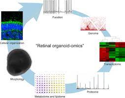 Metal kitchen rack w \/metal rods vs cones color vision tests for pilots. A Look Into Retinal Organoids Methods Analytical Techniques And Applications Springerlink