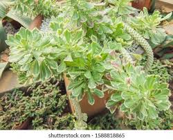 Image result for Monadenium lugardiae