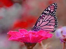 Nature butterfly most beautiful flowers wallpapers. Real Purple Butterfly Pictures
