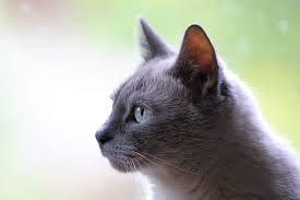 How to fatten up a cat by changing its diet. How To Fatten Up A Cat 5 Best Tips Here