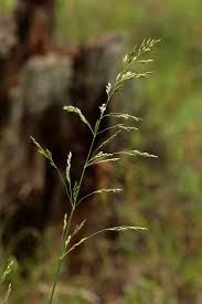 Image result for Poa schimperiana