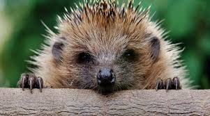 Motion tween animation is created by specifying different values for an object property between the first and the last frames. Pet Sitting Actualite De La Garde D Animaux Sur Le Blog Animaute