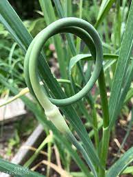 In this video i share how to know when it is ready to harvest and share how to har. When To Harvest Garlic And Garlic Scapes And Store It For The Winter