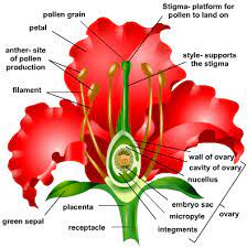Male and female parts of gumamela flower. Hibiscus Flower Drawing For Biology Novocom Top