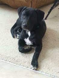 Pitbull lab mix puppies for adoption near me. Pitbull Lab Mix Puppies For Sale Near Me Cheap Buy Online