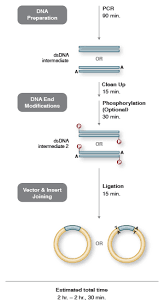 Genetic modification is the process of altering the genetic makeup of an organism. Pcr Cloning Method Neb