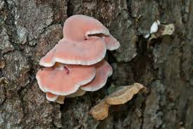 Image result for Merulius incarnatus