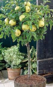 Though cherry of the rio grande is considered a tropical cherry it can easily tolerate temperatures to 20f degrees. How To Plant And Grow Patio Fruit Van Meuwen