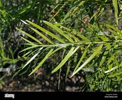 Image result for Afrocarpus