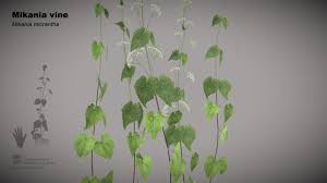 Image result for Mikania